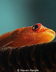 Goby Fish by Wawan Mangile 
